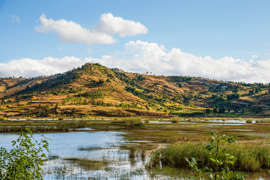 Side view of low-lying forested wetlands